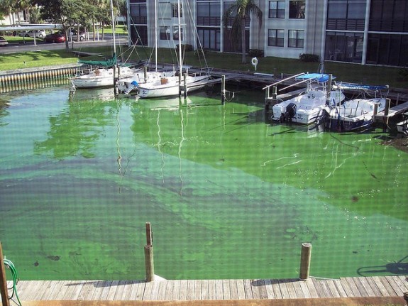 The EPA cut a deal with the Florida DEP that environmentalists say is too lax on regulating the nutrients dirtier the state's waters. (Photo of a Florida algae bloom via Florida Sea Grant)