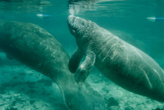 Manatees swimming in the springs. Photo courtesy of U.S. Fish and Wildlife Service